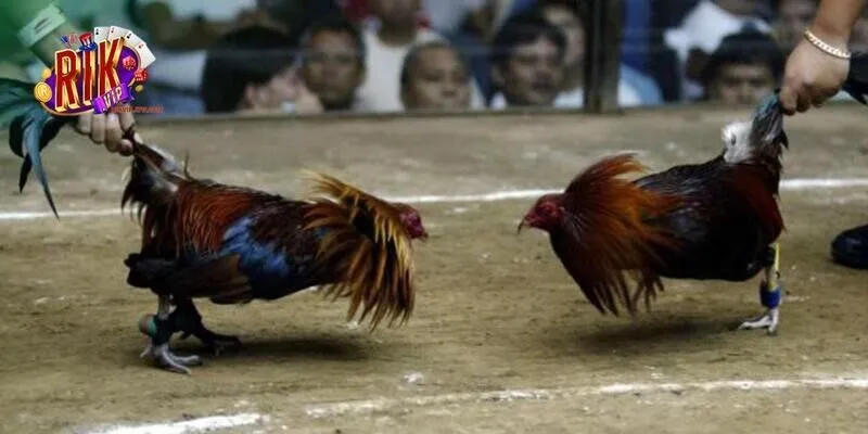 Chia sẻ kinh nghiệm vào kèo không phải ai cũng biết