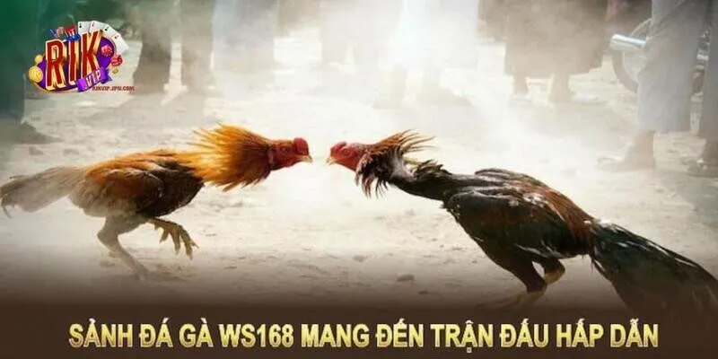 Luật thi đấu chọi gà sảnh WS168